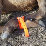 Hobble Securing Elk