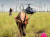 Chemical and Physical Restraint of African Wild Animals